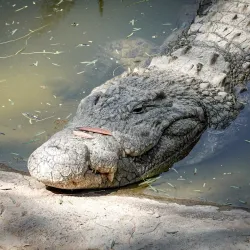 Cango Wildlife Ranch - Oudtshoorn