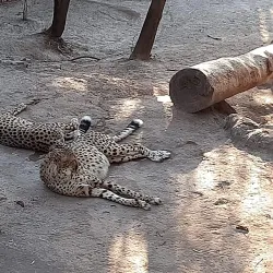Cango Wildlife Ranch - Oudtshoorn