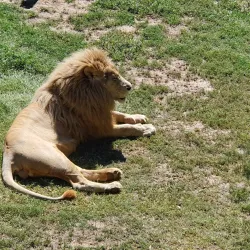 Cango Wildlife Ranch - Oudtshoorn