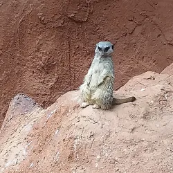 Cango Wildlife Ranch - Oudtshoorn