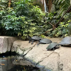 Cango Wildlife Ranch - Oudtshoorn