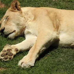 Cango Wildlife Ranch - Oudtshoorn