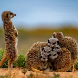 Meerkat Adventures - Oudtshoorn