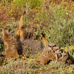 Meerkat Adventures - Oudtshoorn