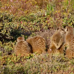 Meerkat Adventures - Oudtshoorn