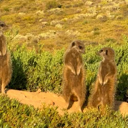 Meerkat Adventures - Oudtshoorn