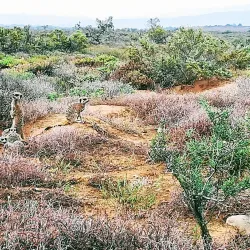 Meerkat Adventures - Oudtshoorn