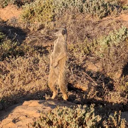 Meerkat Adventures - Oudtshoorn