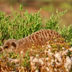 Meerkat Adventures - Oudtshoorn