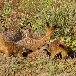 Meerkat Adventures - Oudtshoorn