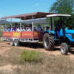 Ostrich Farms - Oudtshoorn
