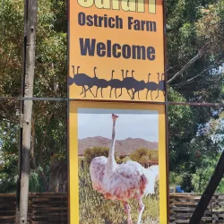 Ostrich Farms - Oudtshoorn