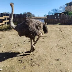Ostrich Farms - Oudtshoorn