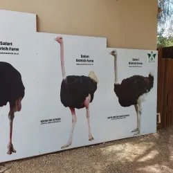 Ostrich Farms - Oudtshoorn