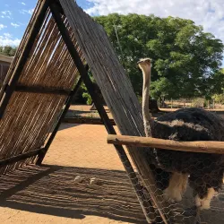 Ostrich Farms - Oudtshoorn