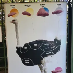 Ostrich Farms - Oudtshoorn