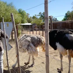 Ostrich Farms - Oudtshoorn