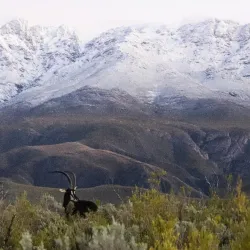 Swartberg Nature Reserve - Oudtshoorn