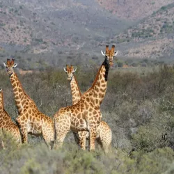 Swartberg Nature Reserve - Oudtshoorn