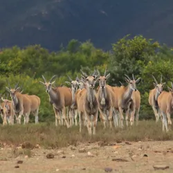Swartberg Nature Reserve - Oudtshoorn