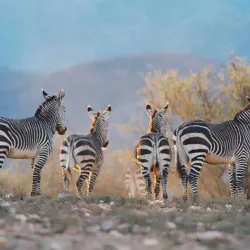 Swartberg Nature Reserve - Oudtshoorn