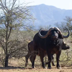Swartberg Nature Reserve - Oudtshoorn