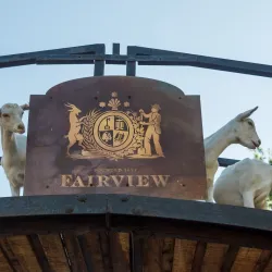 Fairview Wine and Cheese - Paarl