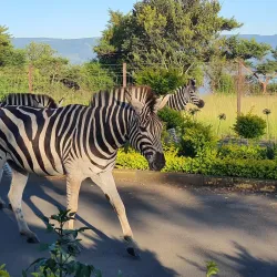 Albert Falls Dam and Nature Reserve - Pietermaritzburg