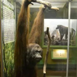 Natal Museum - Pietermaritzburg