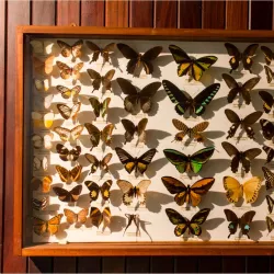 Natal Museum - Pietermaritzburg