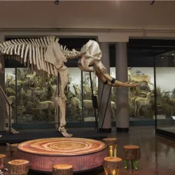 Natal Museum - Pietermaritzburg