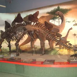 Natal Museum - Pietermaritzburg