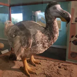 Natal Museum - Pietermaritzburg