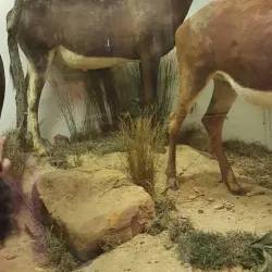 Natal Museum - Pietermaritzburg