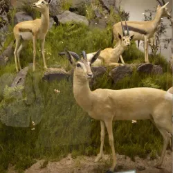 Natal Museum - Pietermaritzburg