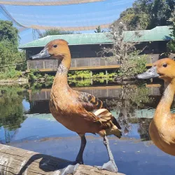 Birds of Eden - Plettenberg Bay