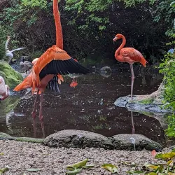 Birds of Eden - Plettenberg Bay