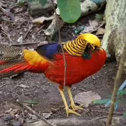 Birds of Eden - Plettenberg Bay