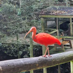 Birds of Eden - Plettenberg Bay