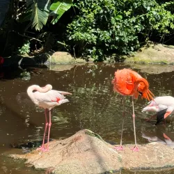 Birds of Eden - Plettenberg Bay