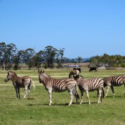 Plettenberg Bay Game Reserve - Plettenberg Bay