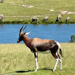 Plettenberg Bay Game Reserve - Plettenberg Bay