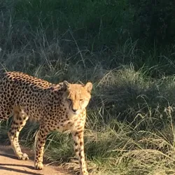 Plettenberg Bay Game Reserve - Plettenberg Bay