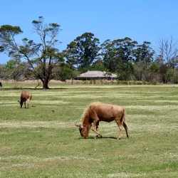 Plettenberg Bay Game Reserve - Plettenberg Bay