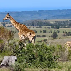 Plettenberg Bay Game Reserve - Plettenberg Bay