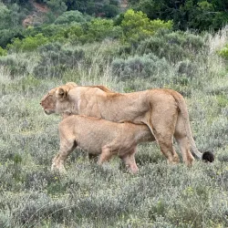 Plettenberg Bay Game Reserve - Plettenberg Bay