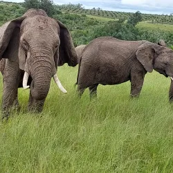 Plettenberg Bay Game Reserve - Plettenberg Bay