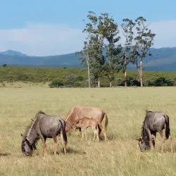 Plettenberg Bay Game Reserve - Plettenberg Bay