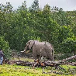 Plettenberg Bay Game Reserve - Plettenberg Bay