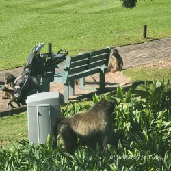 Plettenberg Bay Golf Club - Plettenberg Bay